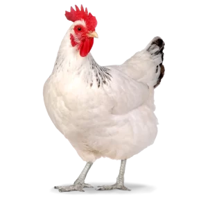 Aves de capoeira