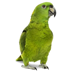 Pássaros