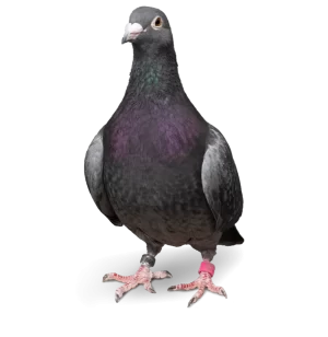 Pombos