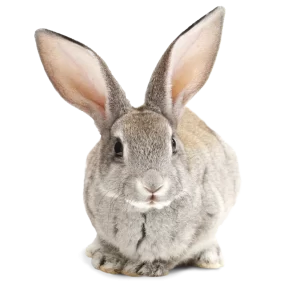 Pequenos pets