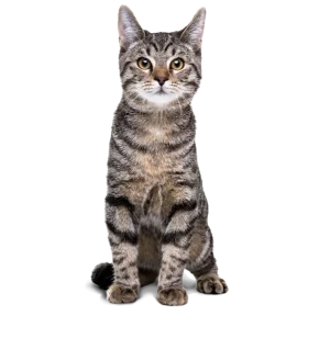 Gatos