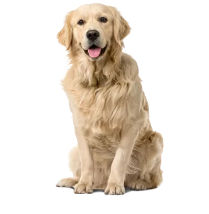 Cães