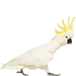 cacatua-psitaworld [Tamanho Original]